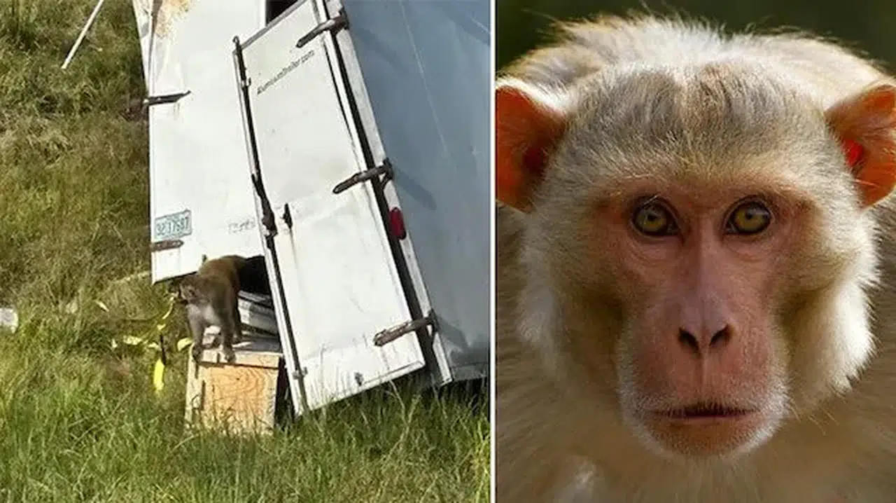 MİSSİSSİPPİ EYALETİ’NDE HASTALIKLI MAYMUN ALARMI DEVAM EDİYOR!