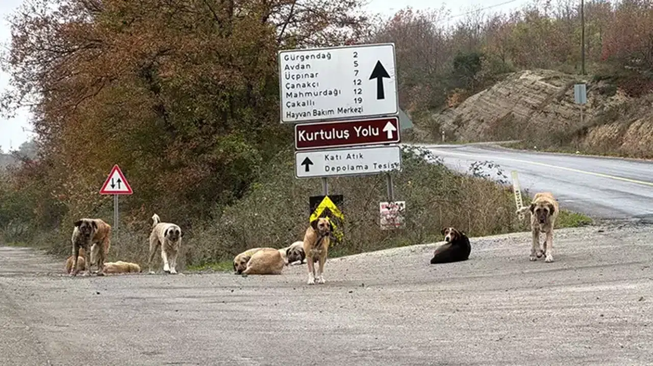 SAMSUN’DA ÖLÜ BULUNAN 9 KÖPEKTEN DOKU ÖRNEKLERİ ALINDI!