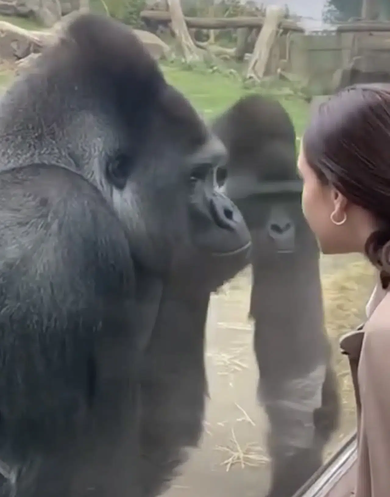 DÜNYA BU GÖRÜNTÜYÜ KONUŞUYOR! GORİLLER KADINLARA AŞIK OLUR MU?