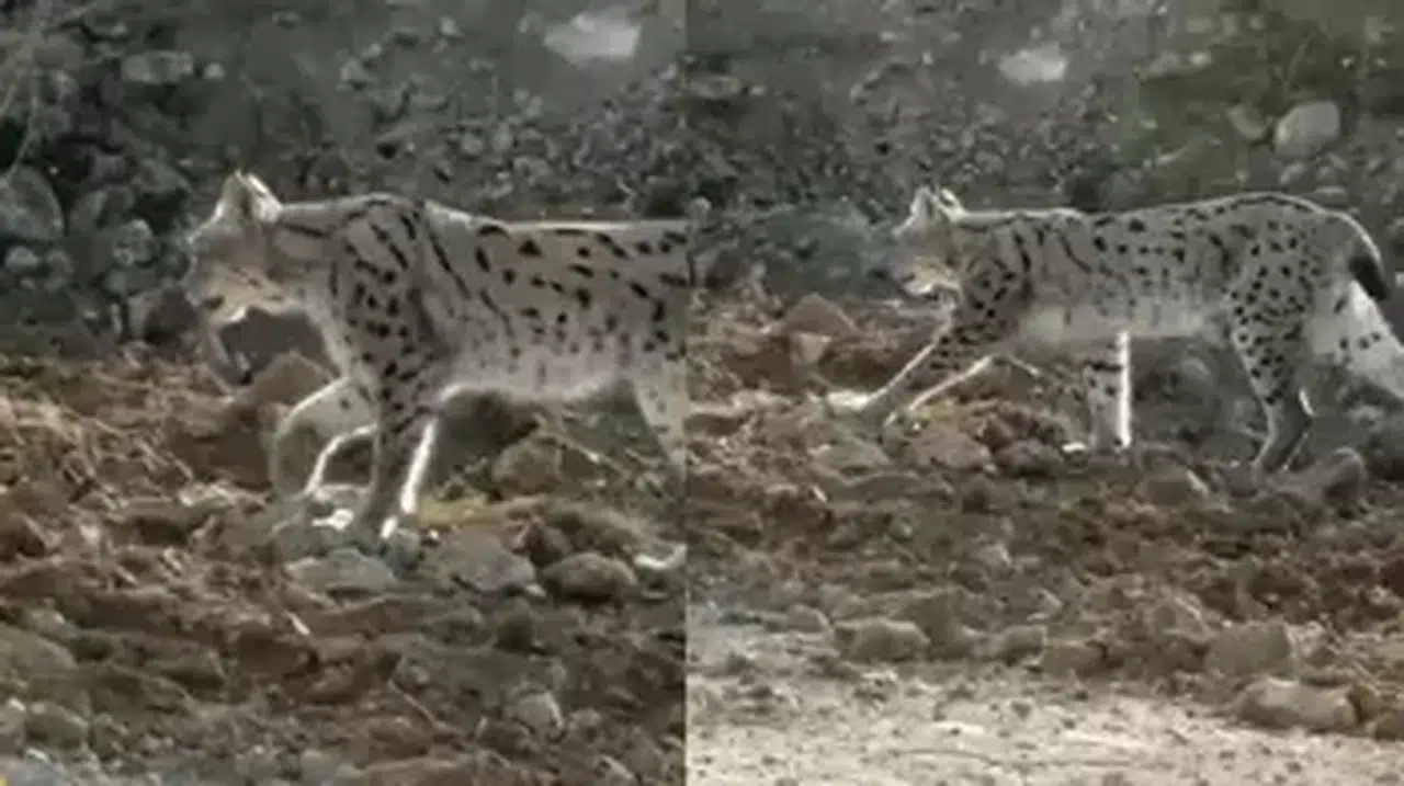 NESLİ TÜKENME TEHLİKESİNDE OLAN VAŞAK HAKKARİ'DE GÖRÜNTÜLENDİ!