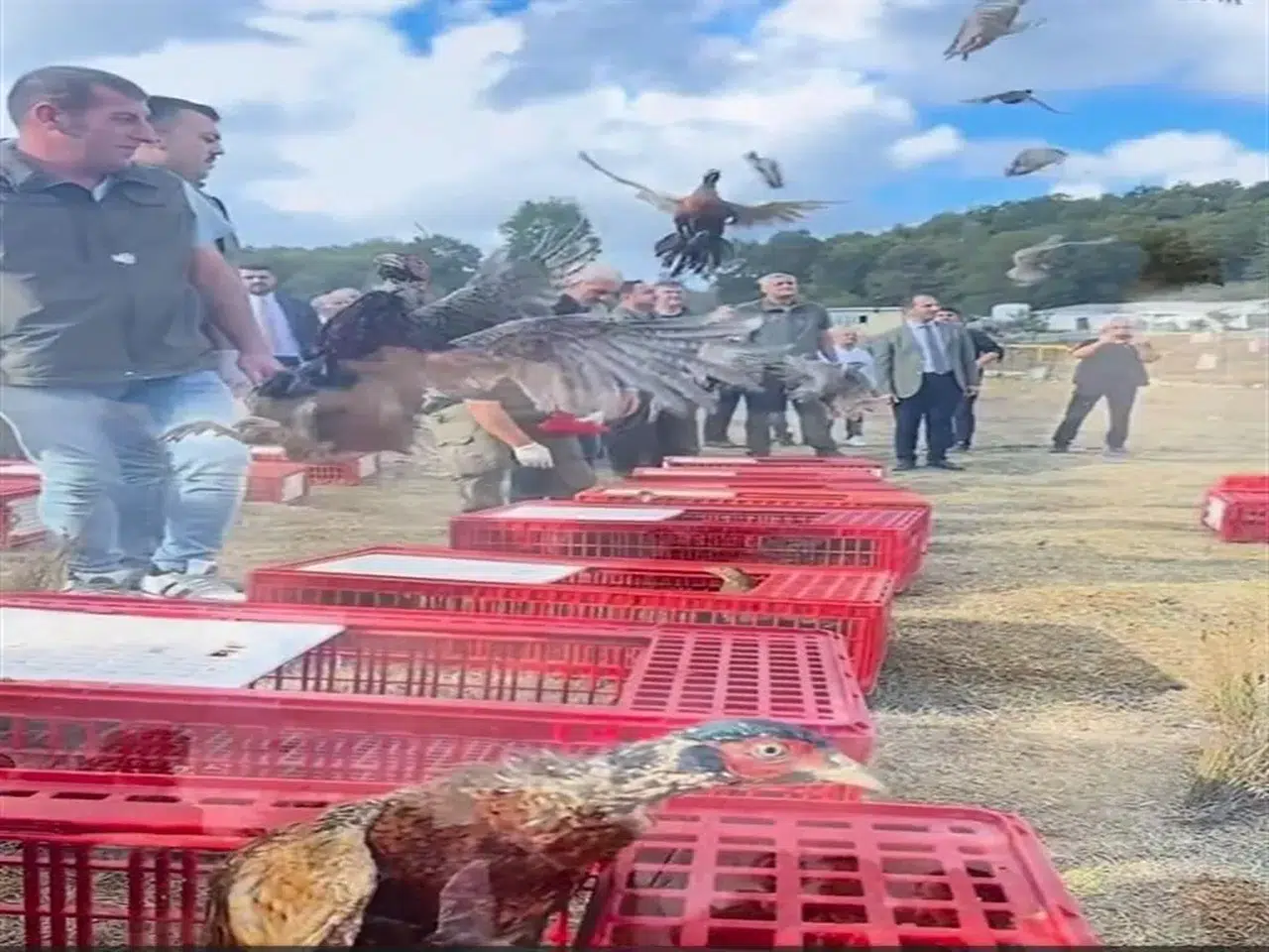 KENE VE KOKARCAYA KARŞI KEKLİK VE SÜLÜNLER DOĞAYA SALINDI!