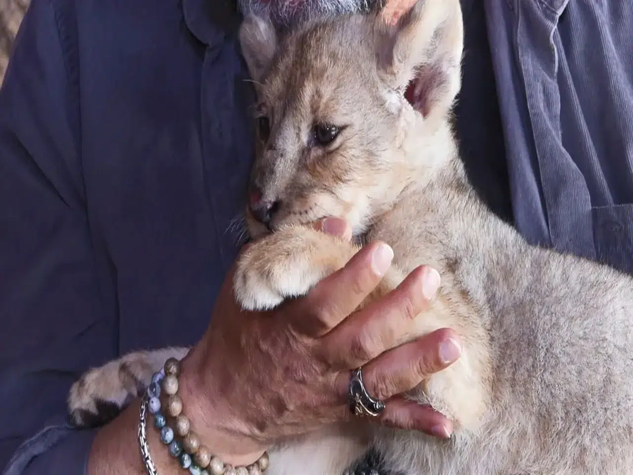 TUZLA'DA ELE GEÇİRİLEN YAVRU ERKEK ASLANA "HUGO" ADI VERİLDİ!