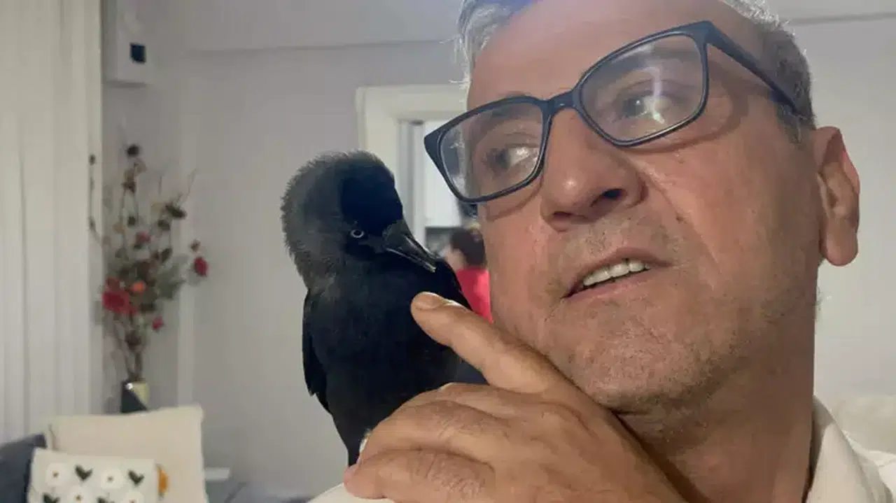 EMEKLİ ASKER KIZININ OTOMOBİLİ İLE EVE GELEN KARGAYI SAHİPLENDİ!