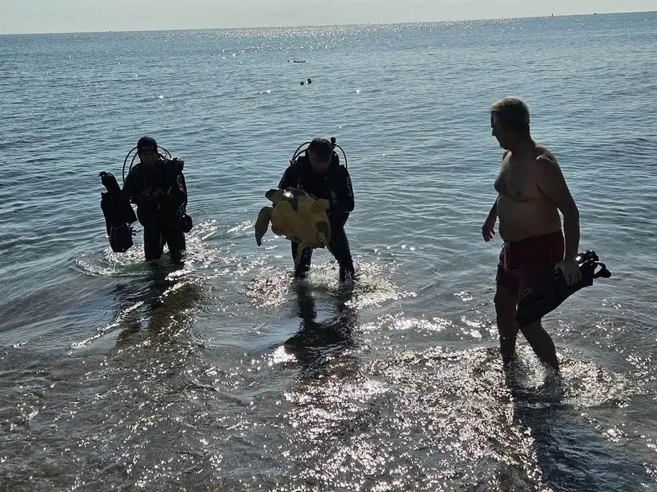 ANTALYA'DA İĞNELİ OLTA İLE YARALANAN CARETTA KURTARILDI!