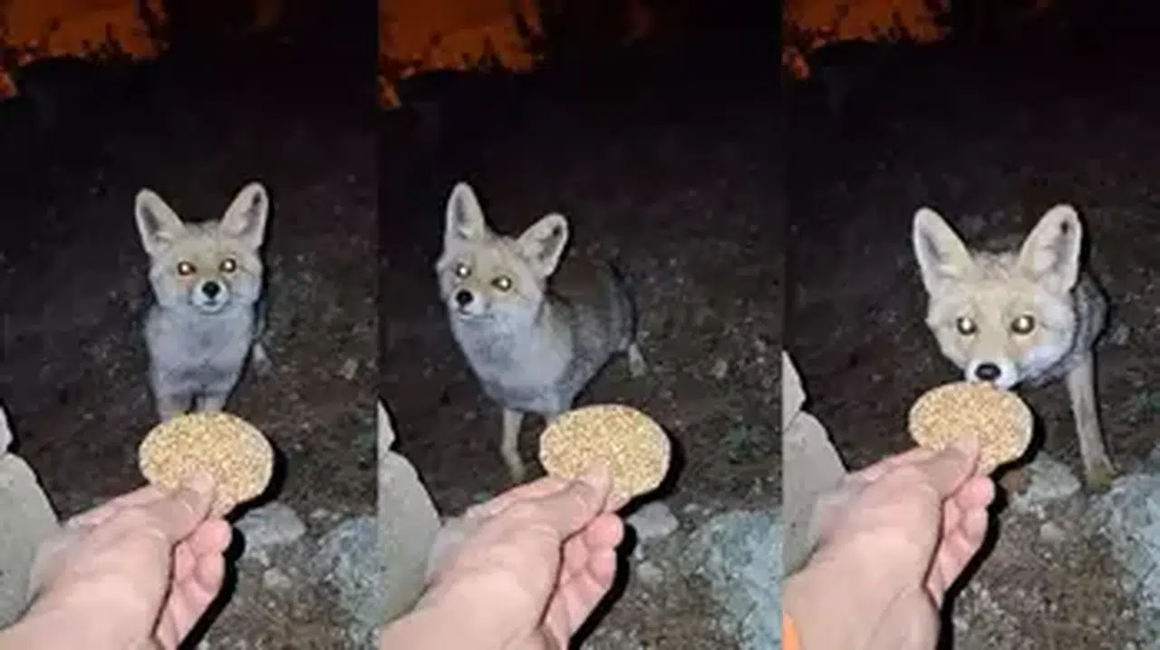 AMANOS DAĞLARINDA KÖMBE YİYEN TİLKİ KAMERAYA ÇEKİLDİ!