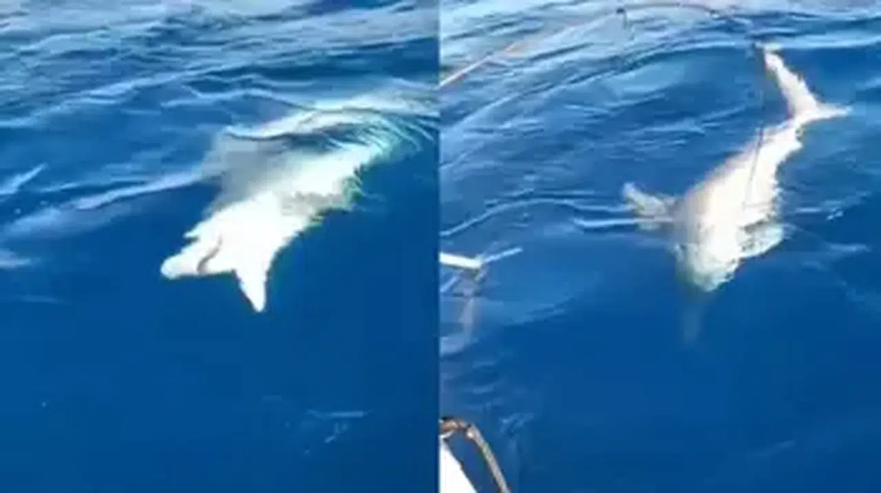 HATAY'DA AMATÖR BALIKÇININ OLTASINA KÖPEK BALIĞI TAKILDI!