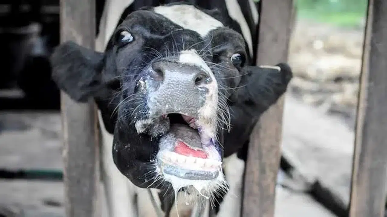 ŞİLE’DE ÜÇ KÖY KARANTİNADA 18 MAHALLE GÖZETİM ALTINDA!