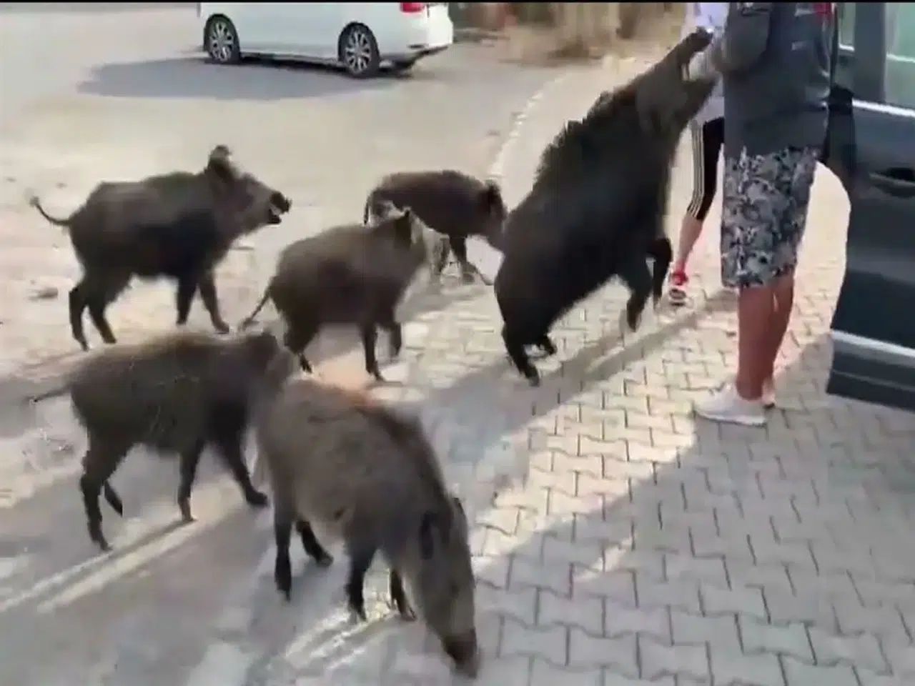 KARGALAR İÇİN SÖYLENEN O SÖZ "BESLE DOMUZU ISIRSIN KOLUNU!" OLDU...