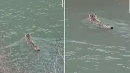 VAN'DA NESLİ TEHLİKEDE OLAN VAŞAK DEREDEN YÜZEREK GEÇTİ!