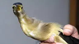 DERSTEKİ TEORİ OKULUN BAHÇESİNDE PRATİĞE DÖNÜŞTÜ!