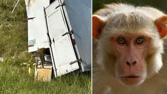 AMERİKA’NIN MİSSİSSİPPİ EYALETİ’NDE HASTALIKLI MAYMUN ALARMI DEVAM EDİYOR!