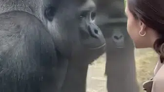 DÜNYA BU GÖRÜNTÜYÜ KONUŞUYOR! GORİLLER KADINLARA AŞIK OLUR MU?