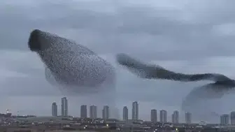 ANKARA'DA SIĞIRCIKLARIN GÖKYÜZÜ DANSI ADETA BÜYÜLEDİ!