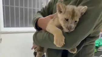 TUZLA’DA 35 GÜNLÜK YAVRU ERKEK ASLAN ELE GEÇİRİLDİ!