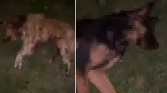 SAMSUN  İLKADIM’DA 9 KÖPEK SİLAHLA KATLEDİLDİ!