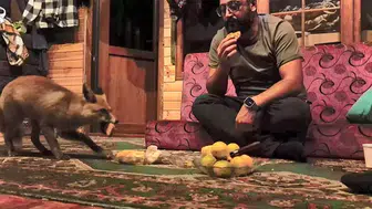 VAHŞİ HAYVANLAR NEDEN ŞEHİRLERE İNİYOR? ARAŞTIRMA KONUSU OLDU!