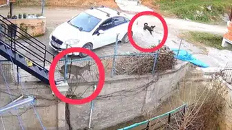 ORDU’DA YİYECEK İÇİN ŞEHRE İNEN KARACAYI KÖPEKLER ÖLDÜRDÜ!