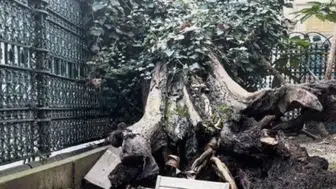 EYÜP CAMİİ AVLUSUNDA DEVRİLEN AĞAÇ SOSYAL MEDYAYI KARIŞTIRDI!