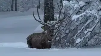 KARLA KAPLI KUZUYAYLA TABİAT PARKIN'DA KIZILGEYİK ŞOV!