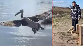 YARALI AK PELİKAN 5 AYLIK TEDAVİ SONRASI DOĞAYA BIRAKILDI!