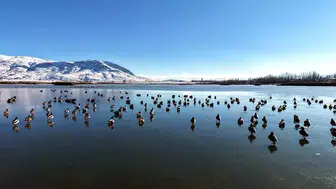 SİVAS'TA BUZ TUTAN GÖLÜN VEFALI SAKİNLERİ İLGİ ÇEKİYOR!