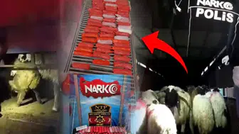 SOKAK HAYVANLARI ÜZERİNDEN UYUŞTURUCU İLAÇ ALINIP DAĞITILIYOR!!!