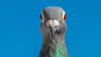 POLONYA'DA GÜVERCİNLERE DOĞUM KONTROLÜ UYGULANACAK!