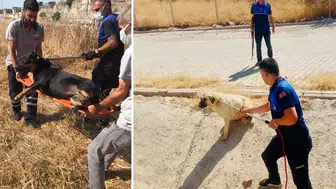 O ŞEHİRDE TEK BİR HAYVAN DAHİ SOKAKTA KALMADI!