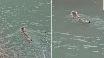 VAN'DA NESLİ TEHLİKEDE OLAN VAŞAK DEREDEN YÜZEREK GEÇTİ!