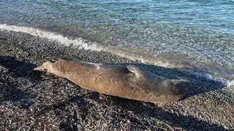 BODRUM'DA FOK BALIĞININ KIŞ GÜNEŞİ KEYFİ İLGİ GÖRDÜ!