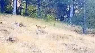 BOLU ORMANLARINDA IRKI TESPİT EDİLEMEYEN HAYVAN GÖRÜLDÜ!