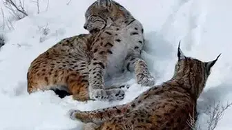 ERZİNCAN'DA NESLİ TÜKENMEKTE OLAN VAŞAKLAR GÖRÜNTÜLENDİ!