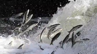 İNCİ KEFALİNİN EN ÇOK GÖRÜLDÜĞÜ DELİÇAY YÜKSELDİ!