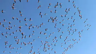 BİNLERCE FLEMİNGO TUZ GÖLÜ'NE GELMEYE BAŞLADI!