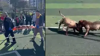 PİTBULL KÖPEKLERİ KAPIŞTIRILDI? ZABITA GELİNCE SAHİPLERİ KAÇTI!