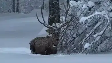 KARLA KAPLI KUZUYAYLA TABİAT PARKIN'DA KIZILGEYİK ŞOV!