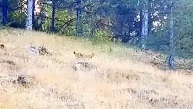 BOLU ORMANLARINDA IRKI TESPİT EDİLEMEYEN HAYVAN GÖRÜLDÜ!