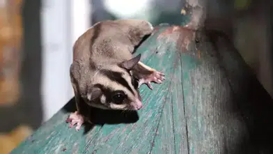 TÜRKİYE'YE KAÇAK SOKULAN 33 "UÇAN SİNCAP" ÖZEL BAKIMA ALINDI!