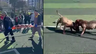 PİTBULL KÖPEKLERİ KAPIŞTIRILDI? ZABITA GELİNCE SAHİPLERİ KAÇTI!