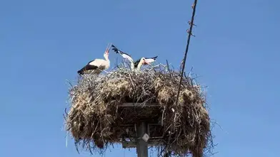 BUGÜN HASRET BİTİYOR! YAREN LEYLEK EŞİ NAZLI İLE BULUŞUYOR!