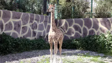 TÜRKİYE’DE DOĞAN İLK ZÜRAFANIN ADI ANKET İLE BELİRLENECEK!