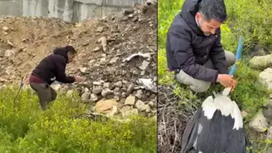 GÖÇ YOLLARINDAKİ LEYLEKLERİ VURAN VİCDANSIZLAR ARANIYOR!