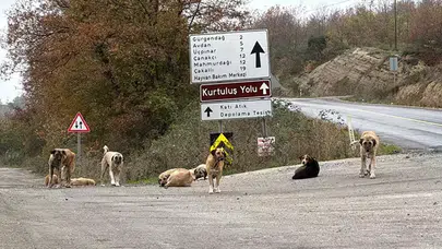 SAMSUN’DA ÖLÜ BULUNAN 9 KÖPEKTEN DOKU ÖRNEKLERİ ALINDI!