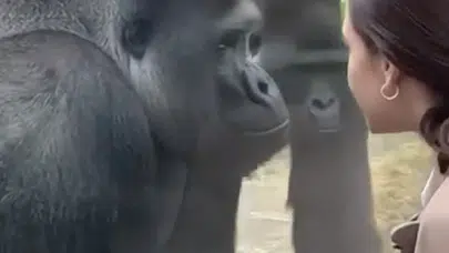 DÜNYA BU GÖRÜNTÜYÜ KONUŞUYOR! GORİLLER KADINLARA AŞIK OLUR MU?