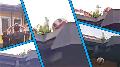 ÖĞRENCİLERİN ÇATIDAKİ TOPUNU MARTI GAGASI İLE İTEREK GERİ VERDİ!