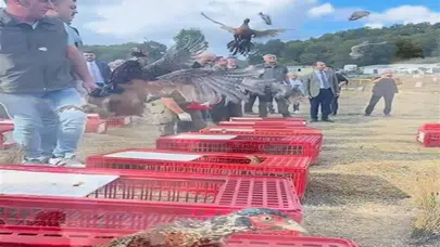 KENE VE KOKARCAYA KARŞI KEKLİK VE SÜLÜNLER DOĞAYA SALINDI!