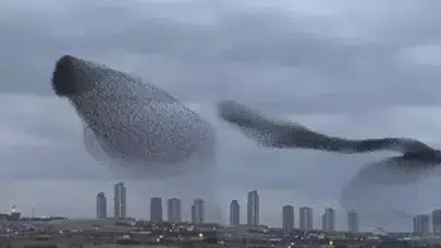 ANKARA'DA SIĞIRCIKLARIN GÖKYÜZÜ DANSI ADETA BÜYÜLEDİ!