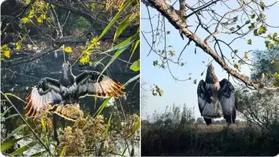 GAGASINA OLTA TAKILI HALDE AĞACA ASLI KALAN ŞAHİN KURTARILDI!