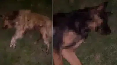 SAMSUN  İLKADIM’DA 9 KÖPEK SİLAHLA KATLEDİLDİ!