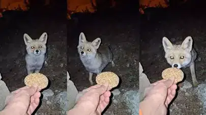 AMANOS DAĞLARINDA KÖMBE YİYEN TİLKİ KAMERAYA ÇEKİLDİ!